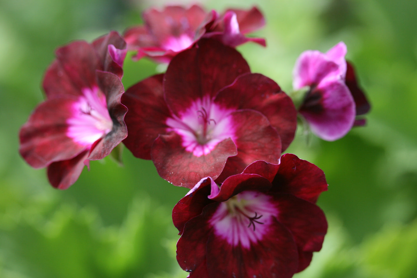 PELARGONIUM Our Gynette flower
