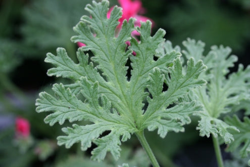 PELARGONIUM Radula Roseum leaf