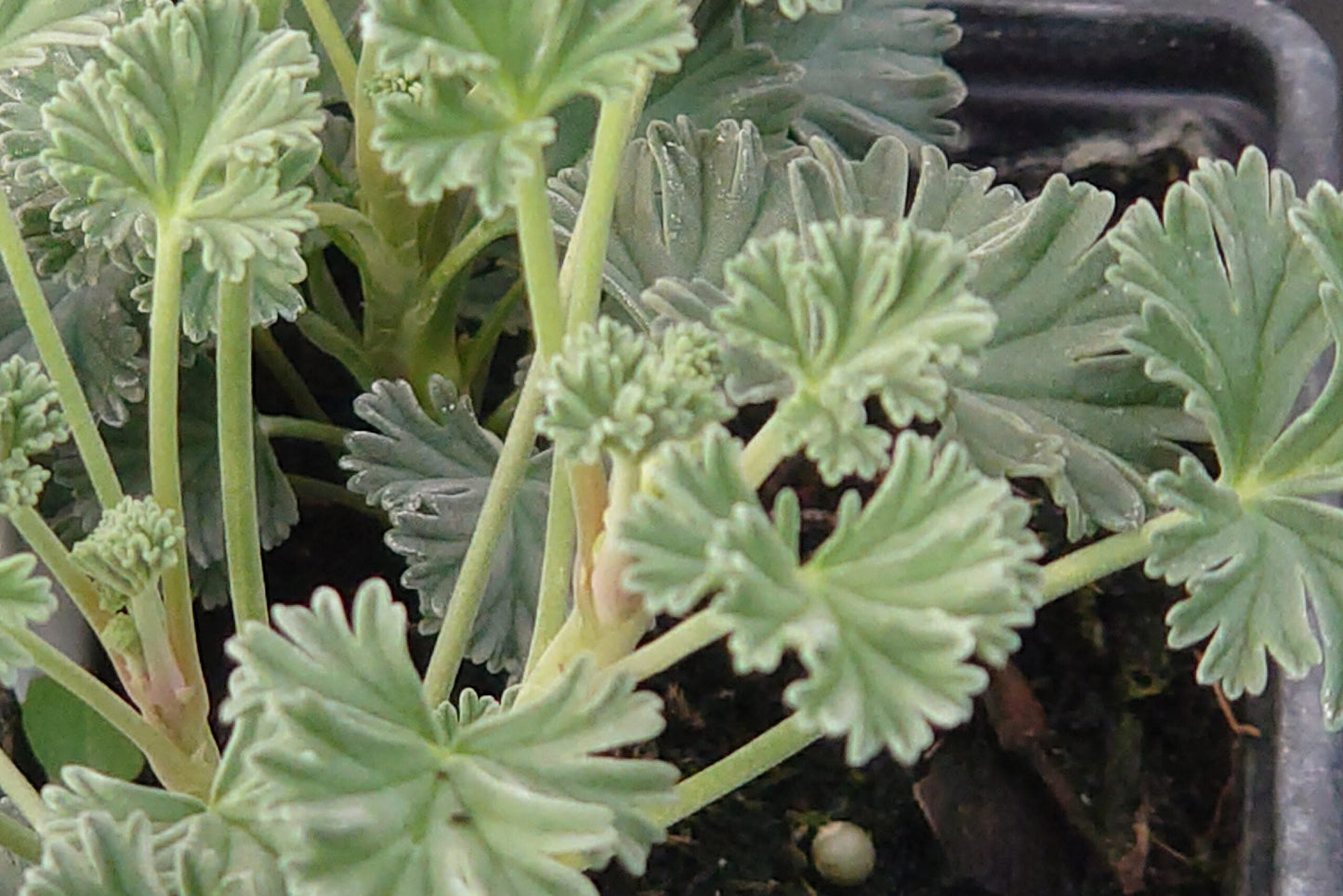 PELARGONIUM Richard Gibbs leaf