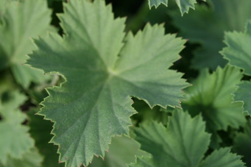 PELARGONIUM Romeo leaf