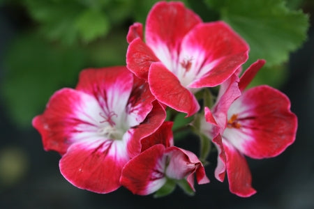 PELARGONIUM Royal Ascot flower