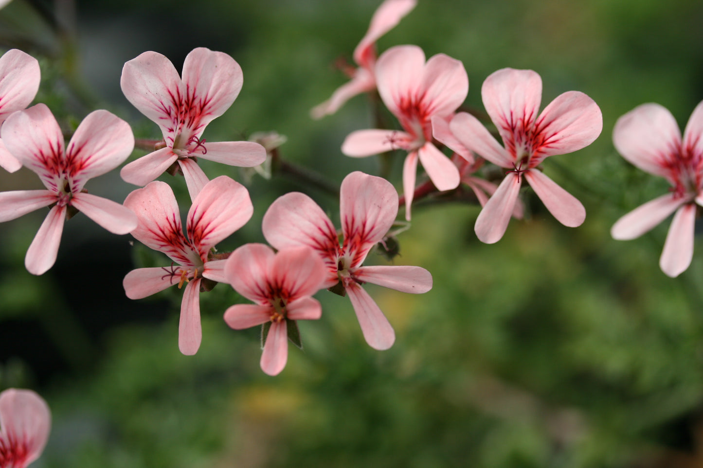 PELARGONIUM Shannon flower