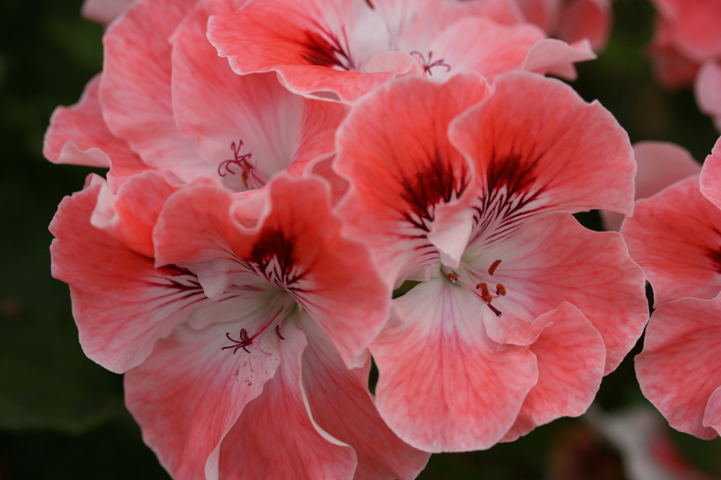 PELARGONIUM Spring Song flower