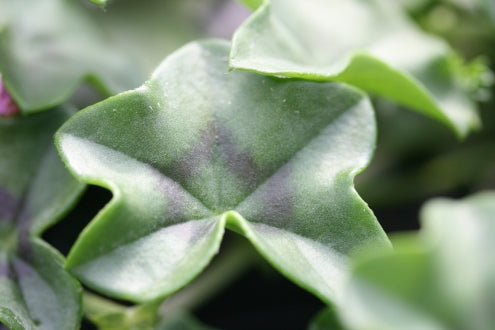 PELARGONIUM Vectis Cascade leaf