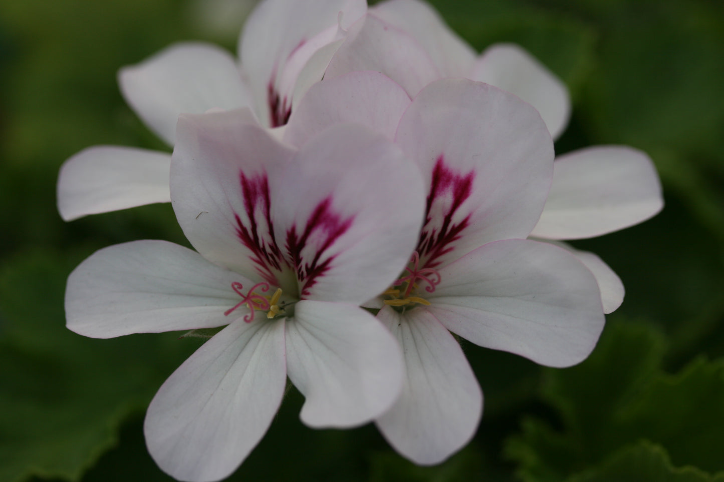 Close-up of a white flower with pink centers on a blurred green background