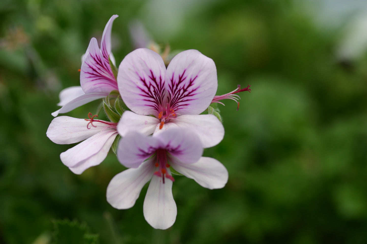 PELARGONIUM betulinum flower