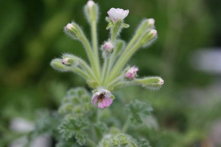 PELARGONIUM cortusifolium flower buds