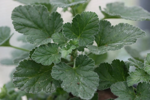 PELARGONIUM echinatum White Form leaf