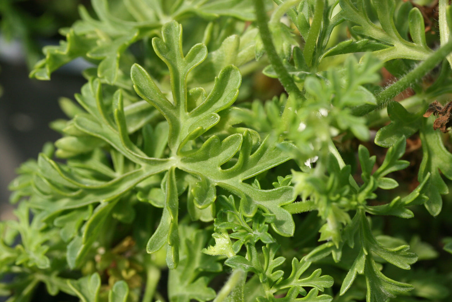 PELARGONIUM exhibens leaf
