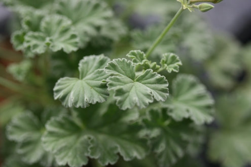 PELARGONIUM fragrans leaf