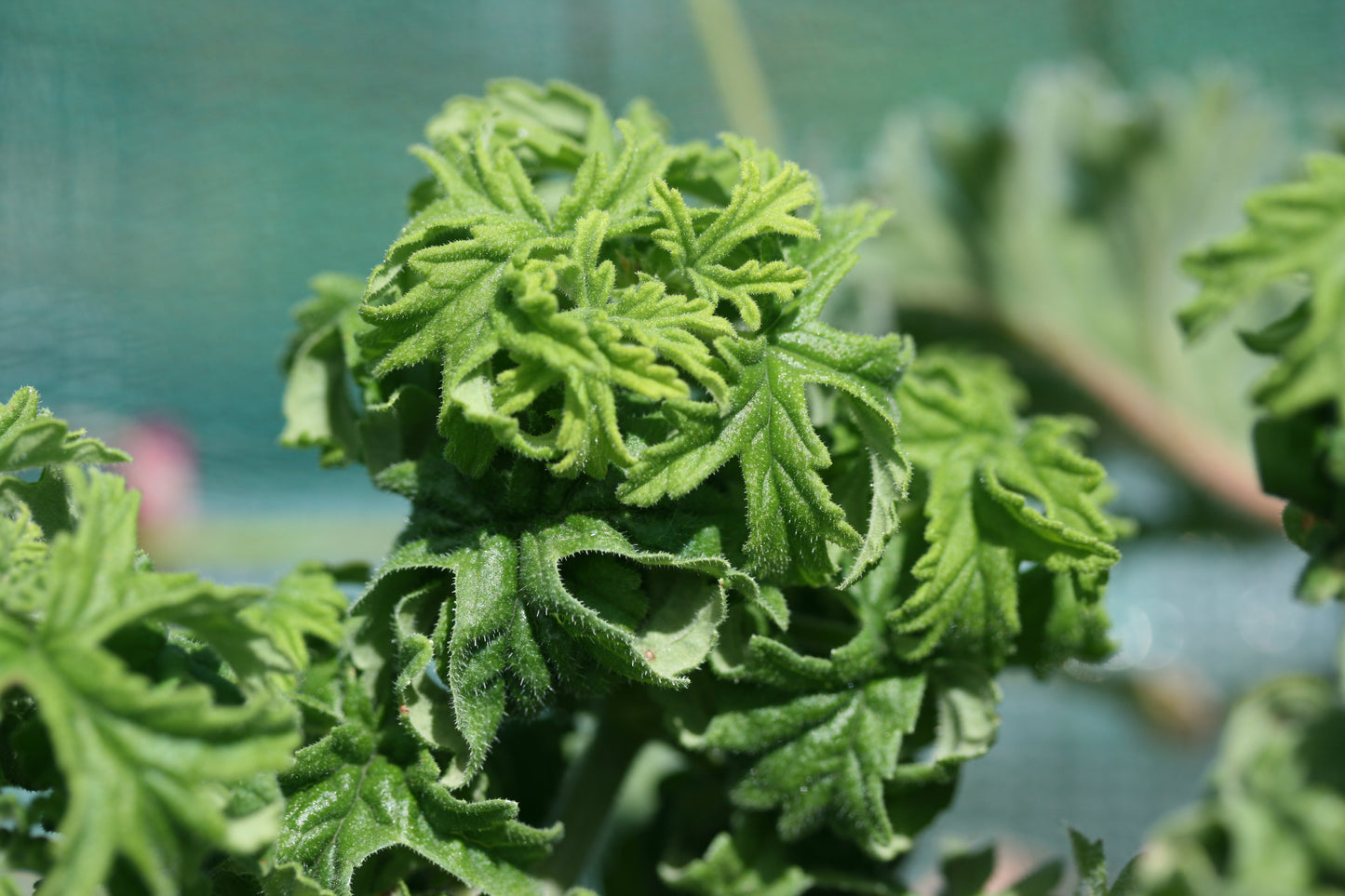 PELARGONIUM graveolens bontrosai leaf