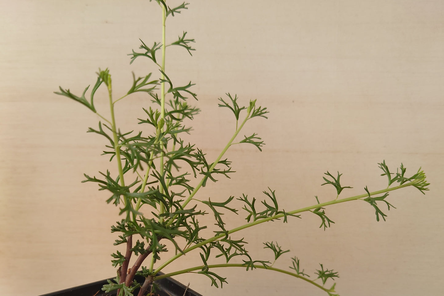 PELARGONIUM karooicum leaf and form