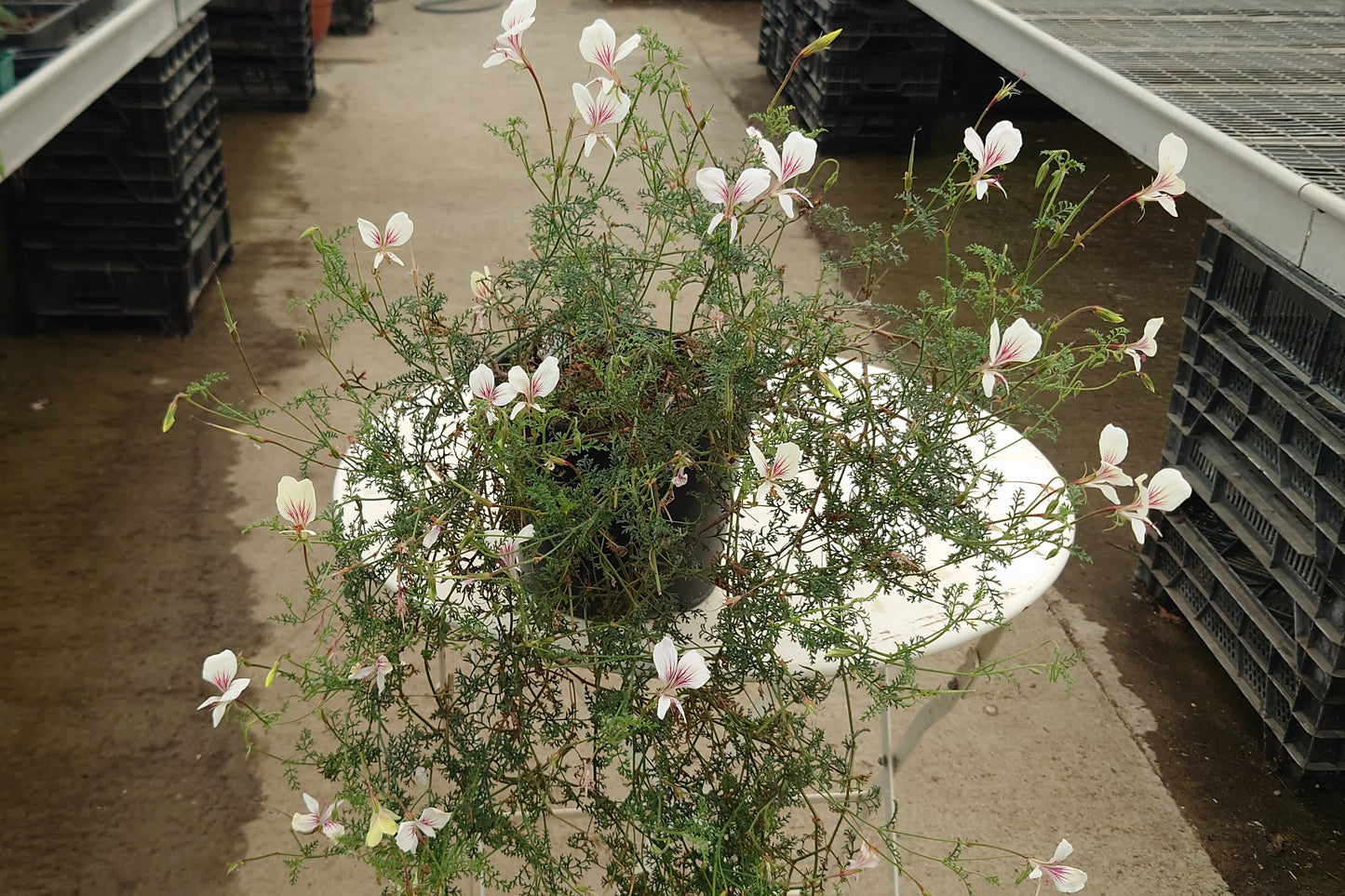 PELARGONIUM longicaule flowers and leaf