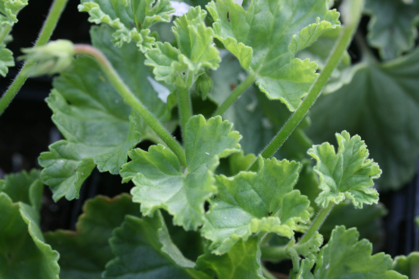 PELARGONIUM mollicomum leaf