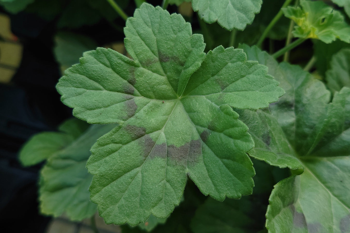 PELARGONIUM mutans leaf