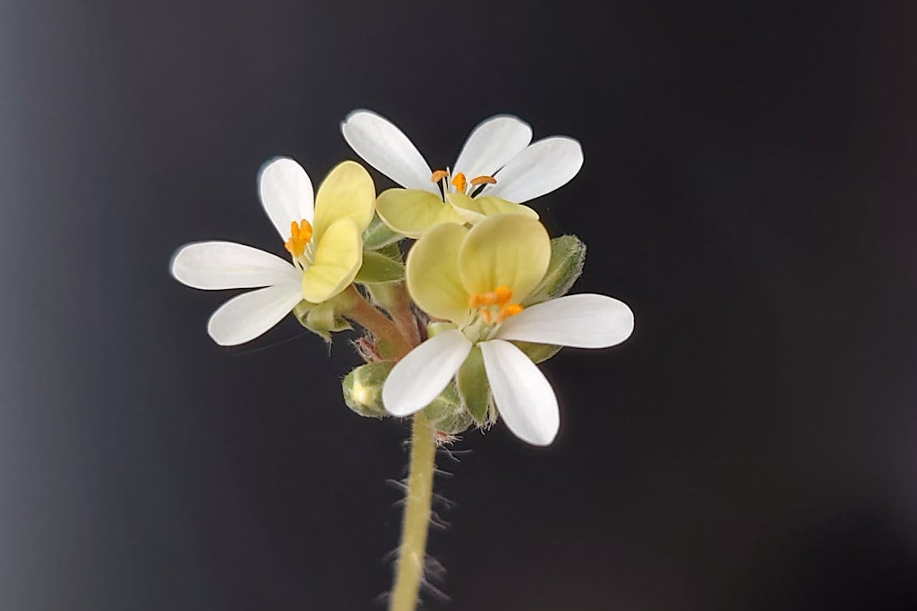 PELARGONIUM ochroleucum