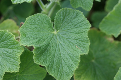 PELARGONIUM papilionaceum leaf
