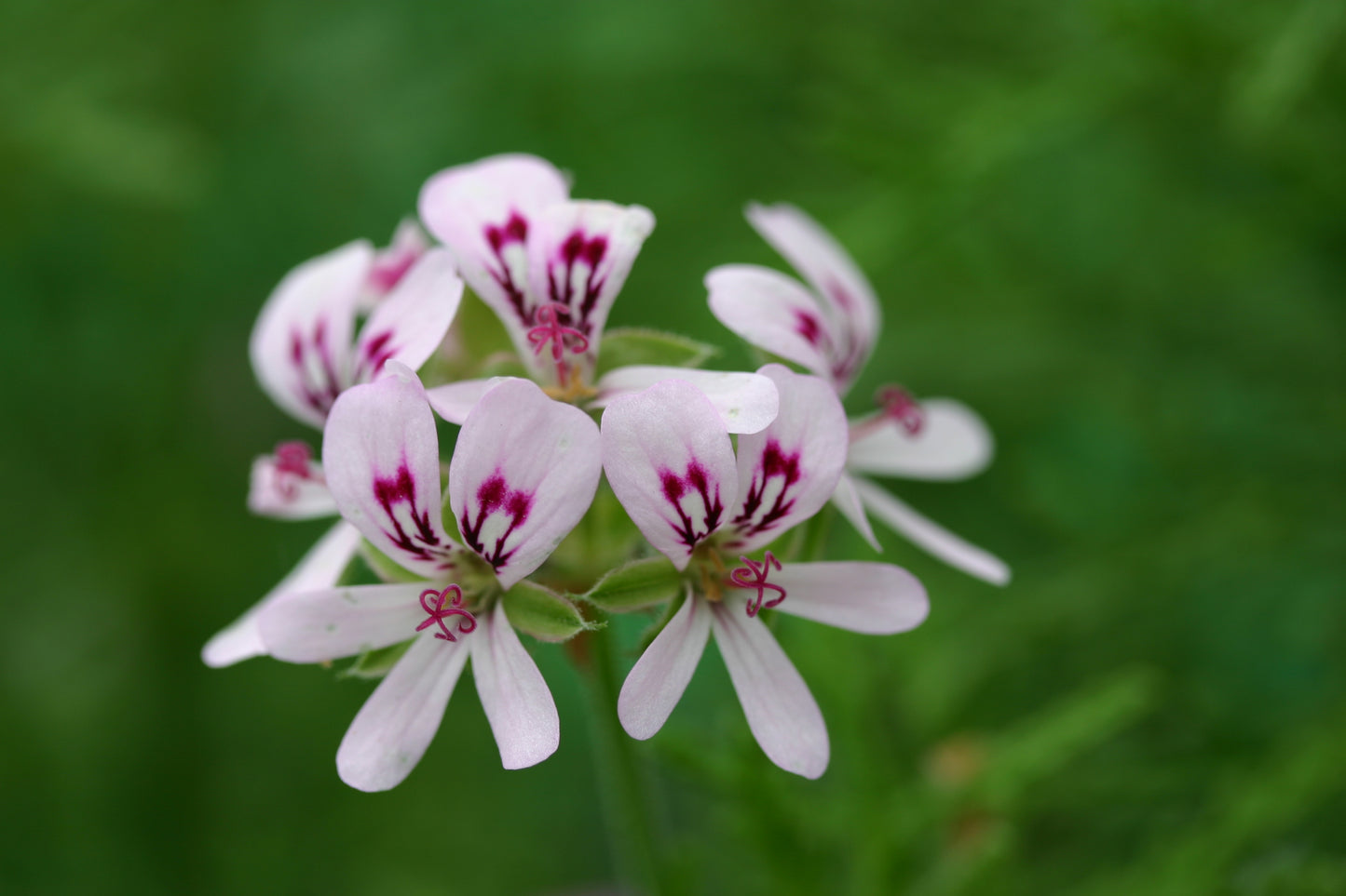 PELARGONIUM radens flower