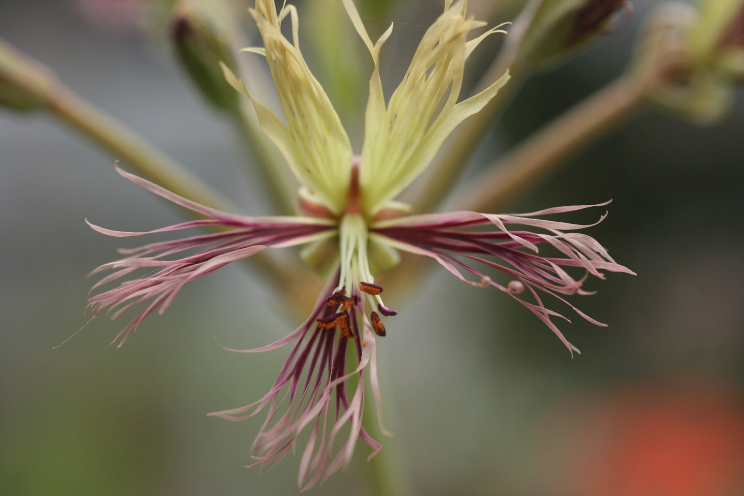 PELARGONIUM schizopetalum flower