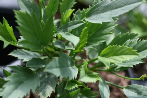 PELARGONIUM x tricuspidatum leaf