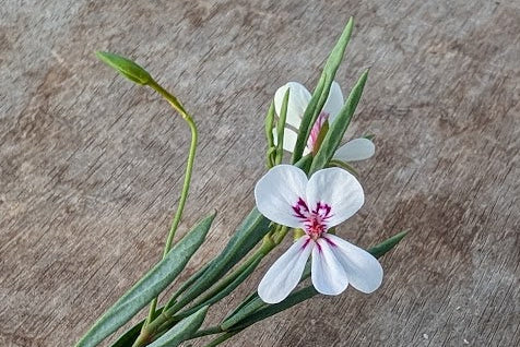 PELARGONIUM laevigatum