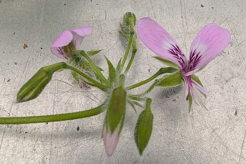 PELARGONIUM Cavendish