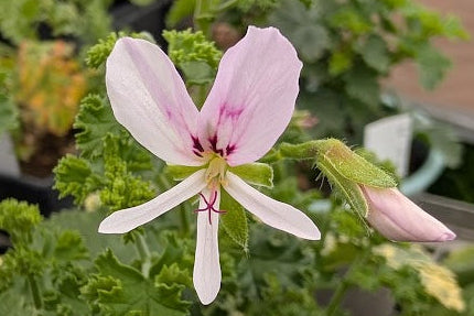 PELARGONIUM Juniper