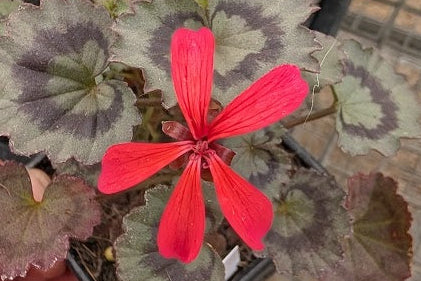 PELARGONIUM Friesdorf