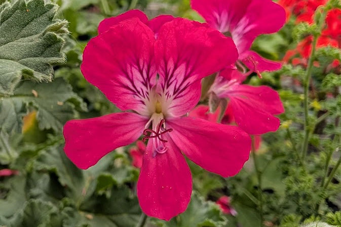 PELARGONIUM Mrs Kingsbury