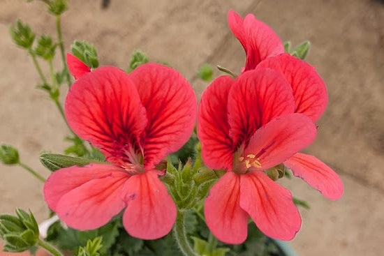 PELARGONIUM Arcturus