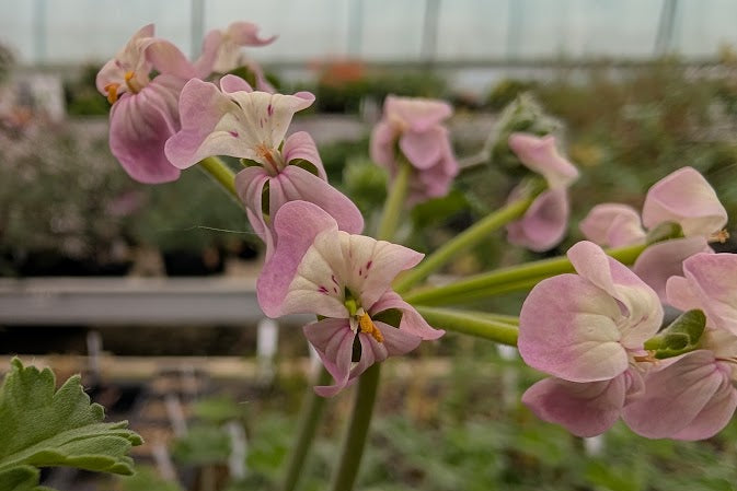 PELARGONIUM gibbosum Bicolour