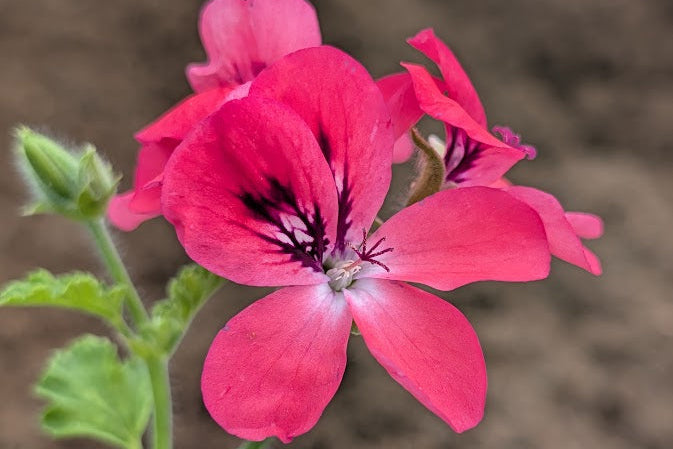 PELARGONIUM Welling