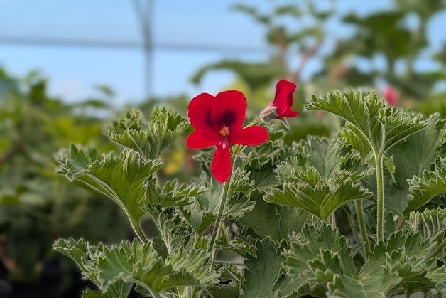 PELARGONIUM Unique Aurore