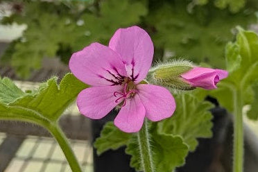 PELARGONIUM Bourbon Rose