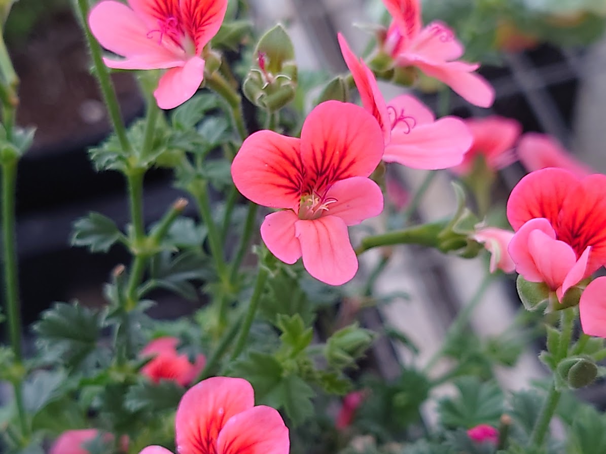 Pelargonium Arcturus