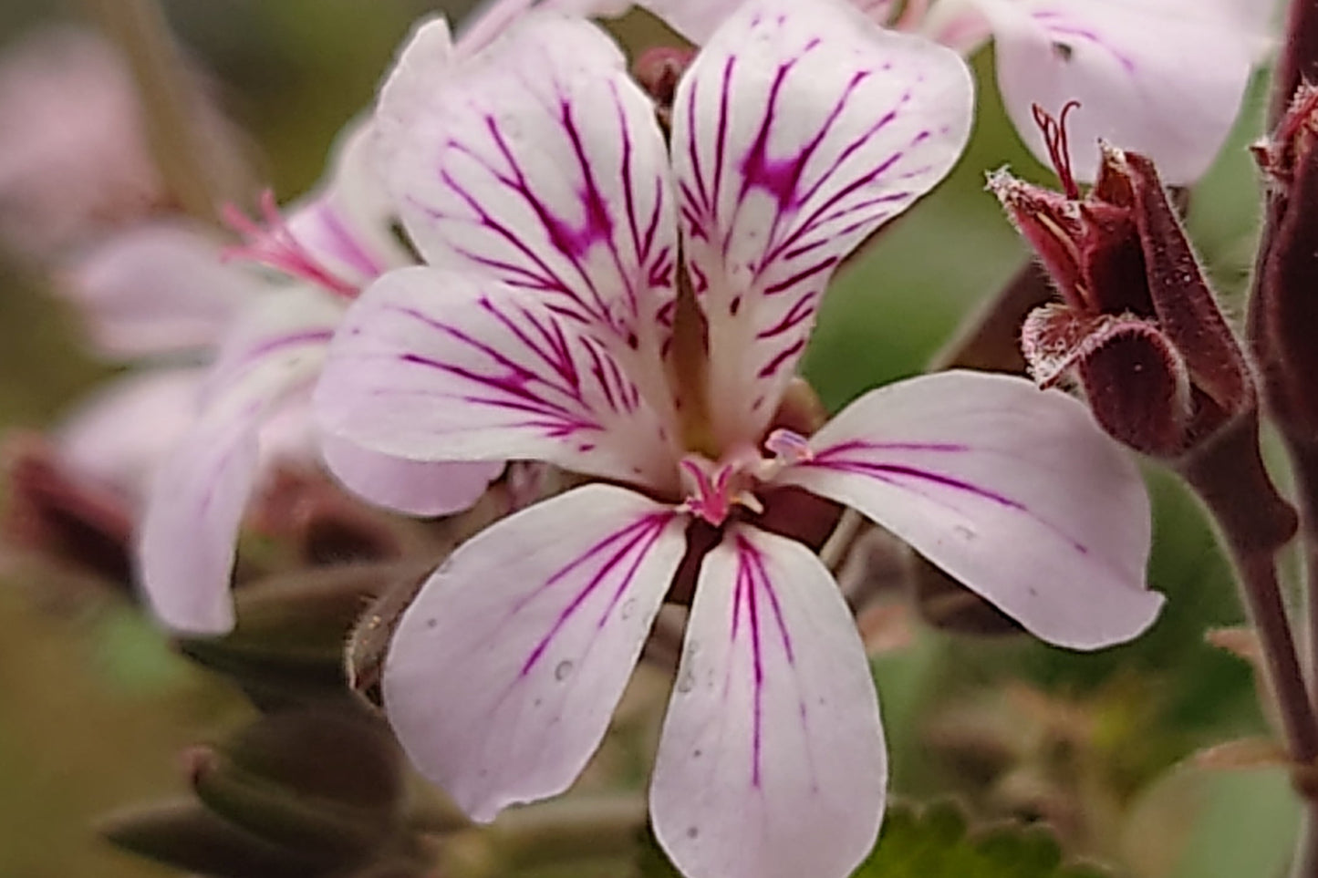 PELARGONIUM Woottens australe