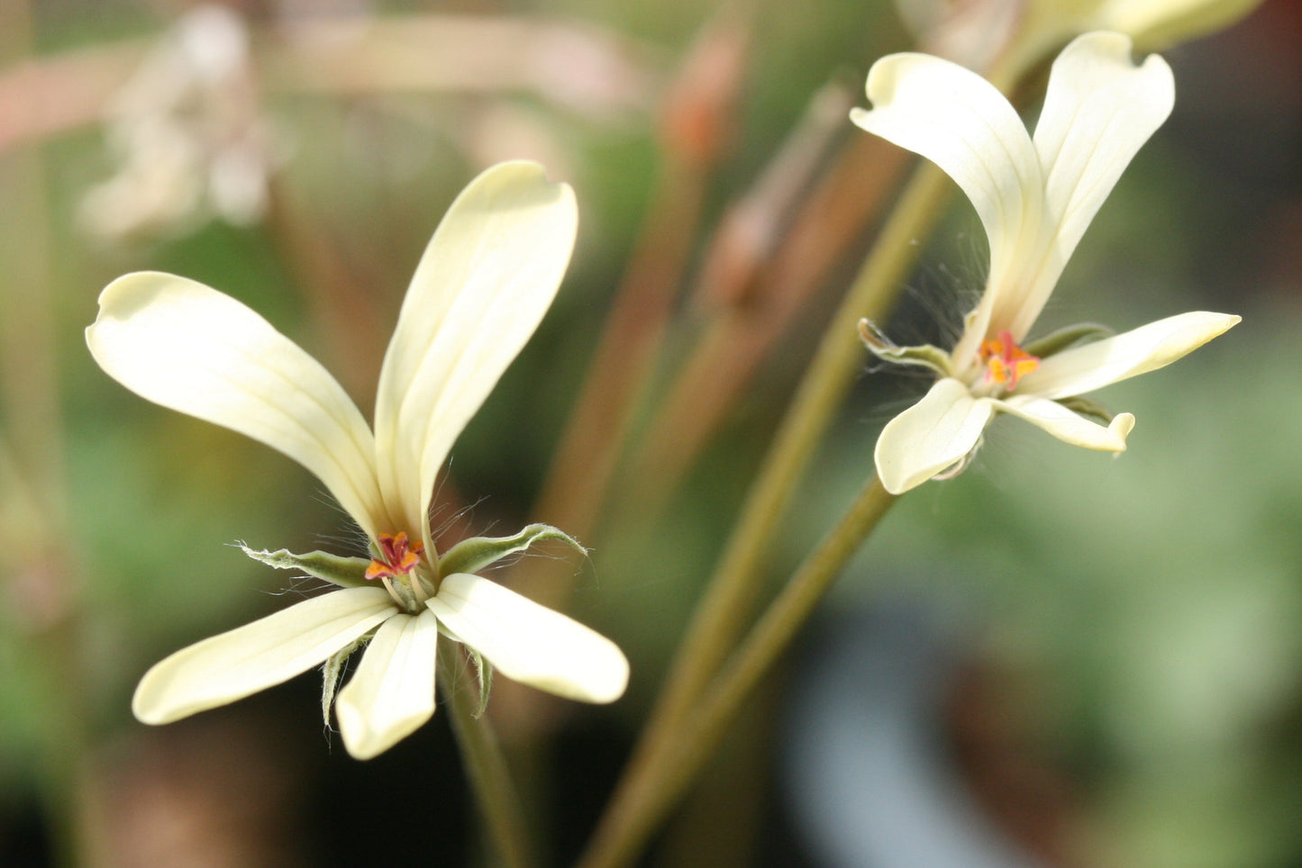 Pelargonium aridum