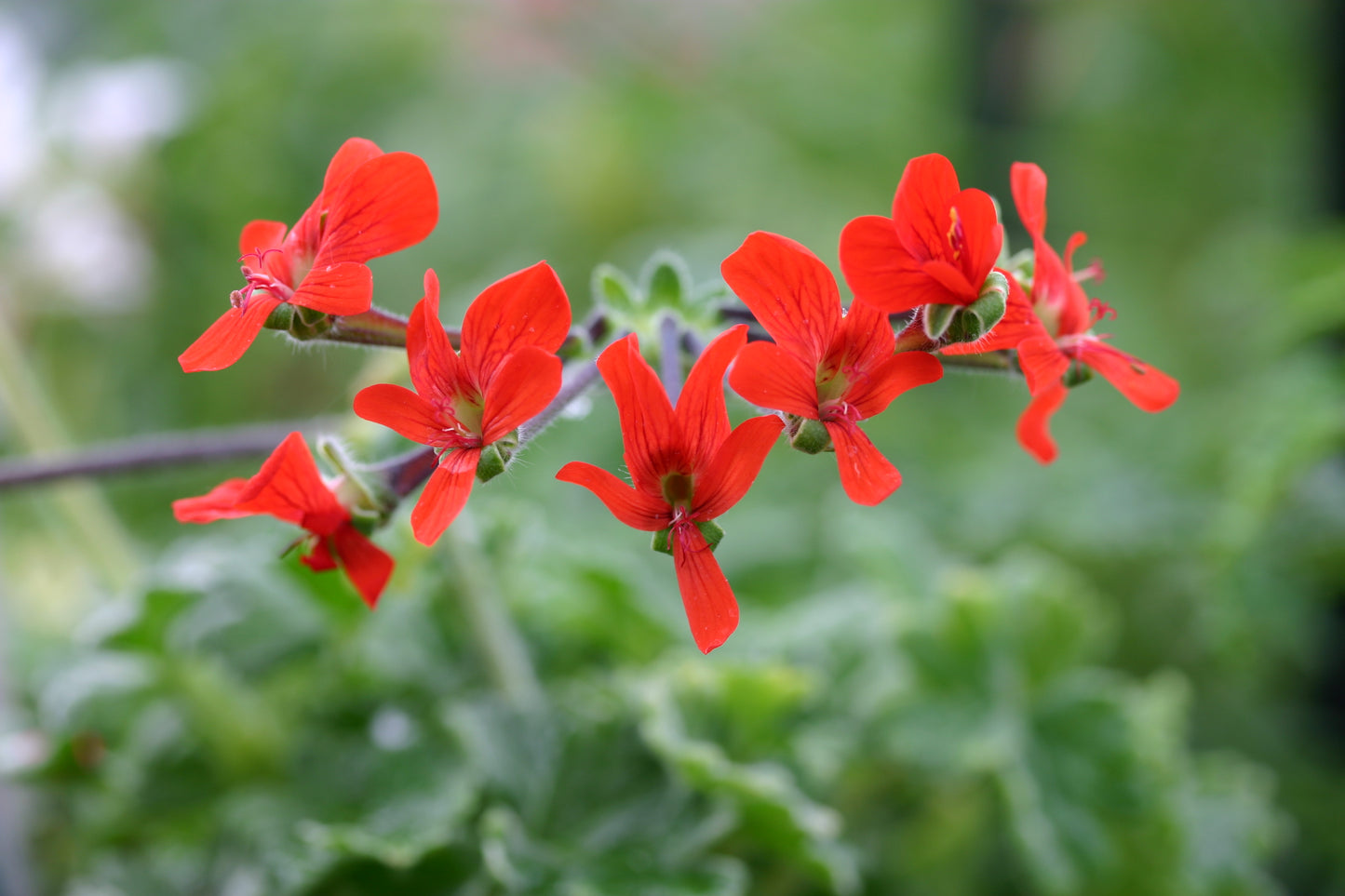 Close up of red flower of Pelargonium fulgidum