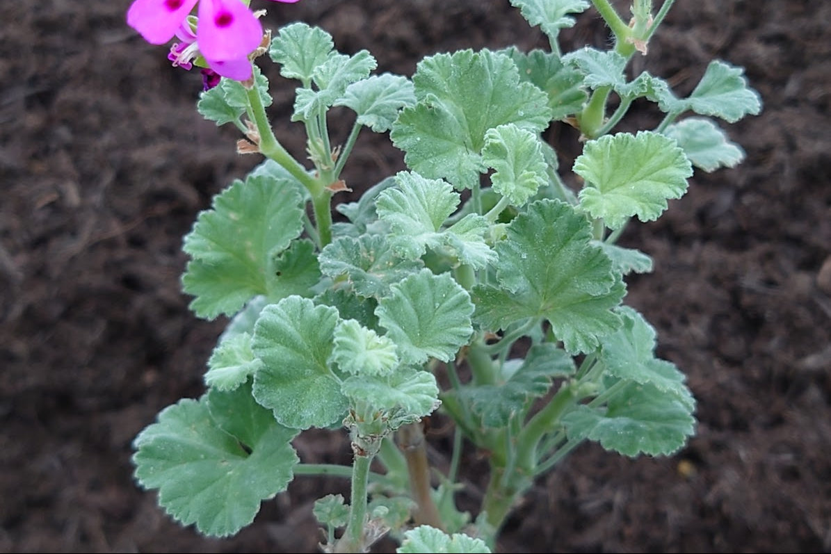 PELARGONIUM magenteum