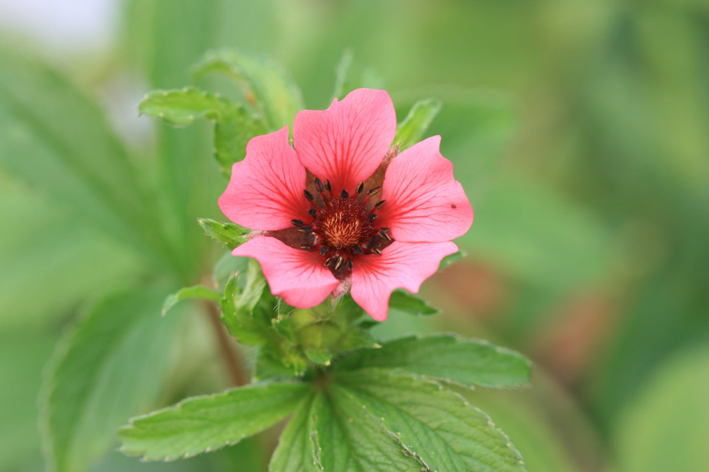 POTENTILLA nepalensis Ron McBeath