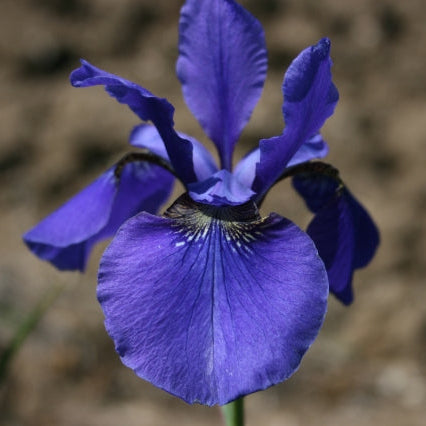 IRIS sibirica Tycoon image 0