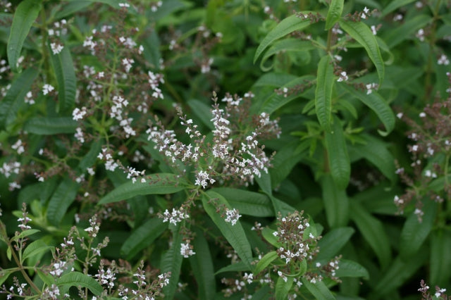 ALOYSIA citrodora image 0