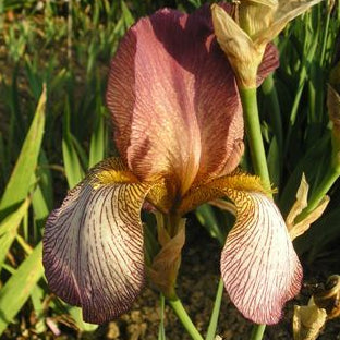 IRIS Benton Ankaret image 0