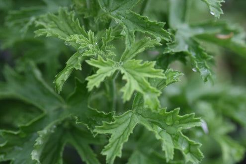 PELARGONIUM Lemon Kiss image 2