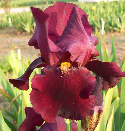 IRIS Ida Red image 0