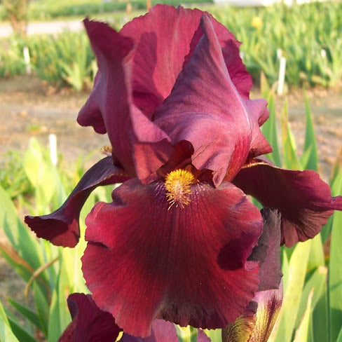 IRIS Ida Red image 0