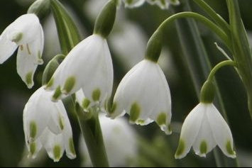 LEUCOJUM aestivum Gravetye Giant image 0