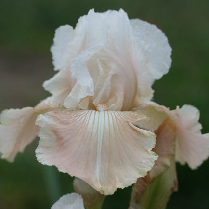 IRIS Pagan Goddess image 0