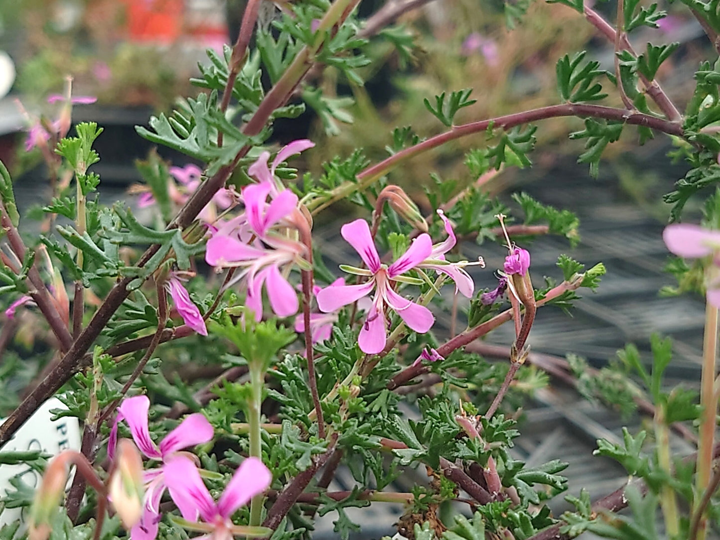 PELARGONIUM karooicum image 0