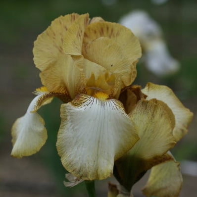 IRIS Benton Susan image 0